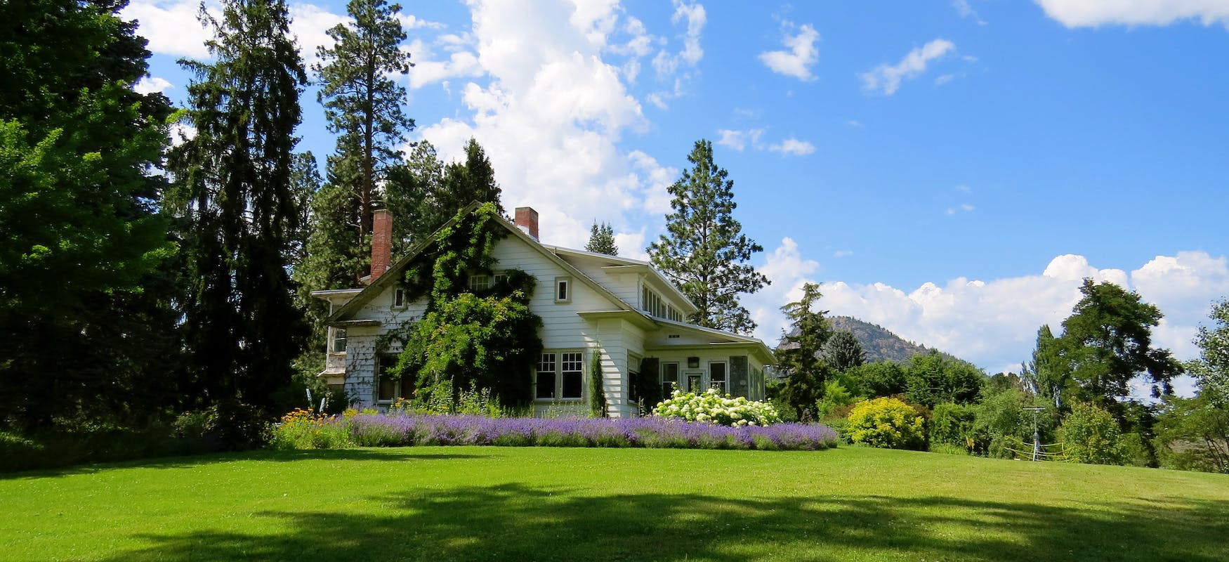 Overgrown Weeds Photo